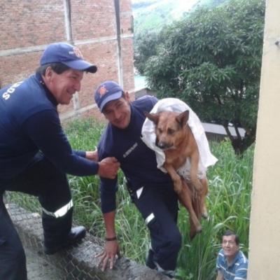 Protege2